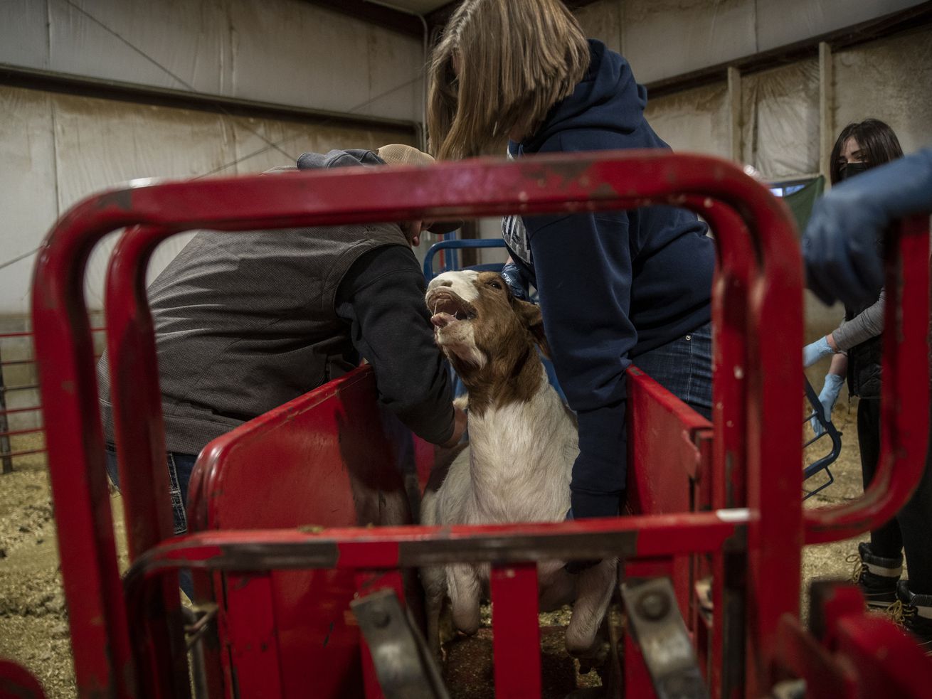 DJ Anderson, Equine Education Center manager, left, and
Tyeisha Watters, a sophomore vet student at Utah State University,
lift up a goat to perform an ultrasound at the Animal Science Farm
in Logan on Thursday, Jan. 13, 2022.