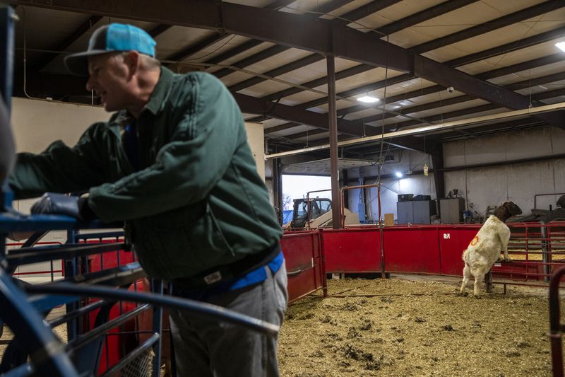 Dr. Rusty Stott teaches his theriogenology lab students
how to perform an ultrasound on a pregnant goat in the Animal
Science Farm at Utah State University in Logan on Thursday.