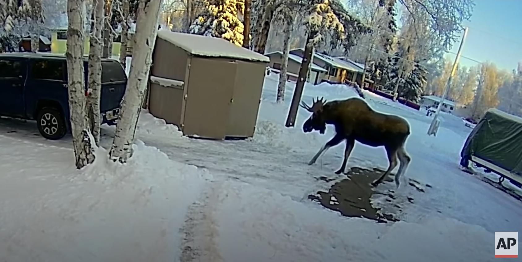 An average human will never win in a fight with an average bull moose — avoidance is key.