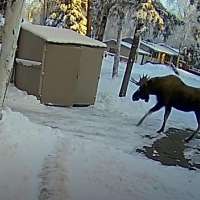 Have You Seen This? Man comes perilously close to moose danger