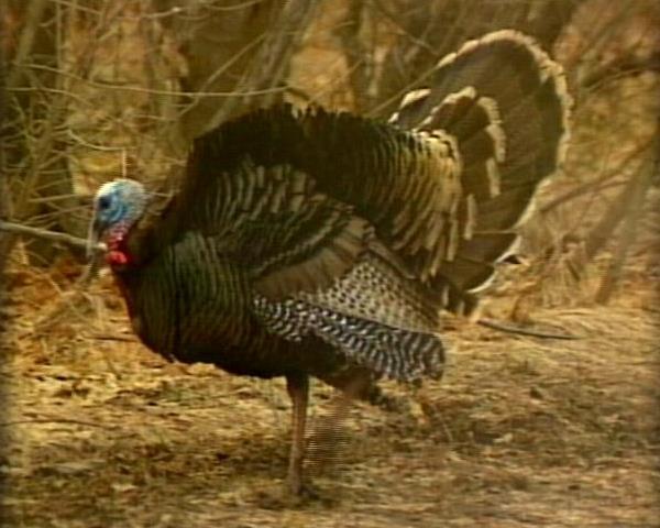 Utah State University Helps Solve Iowa Turkey Crime