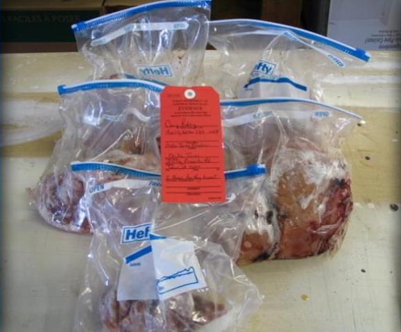 Utah State University Helps Solve Iowa Turkey Crime