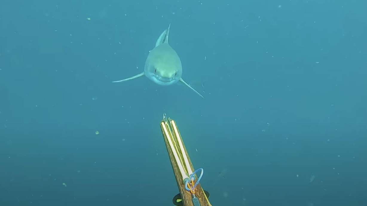 A great white shark swims towards a diver.