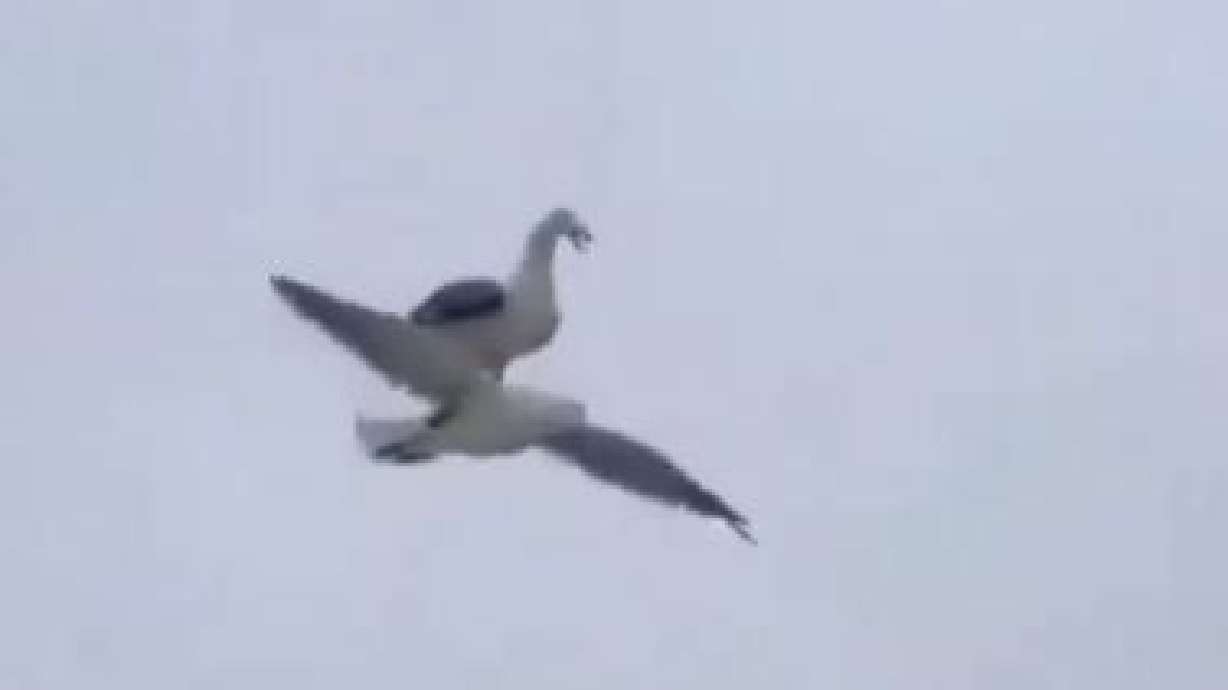 Have You Seen This? How have no other birds thought of this until now?