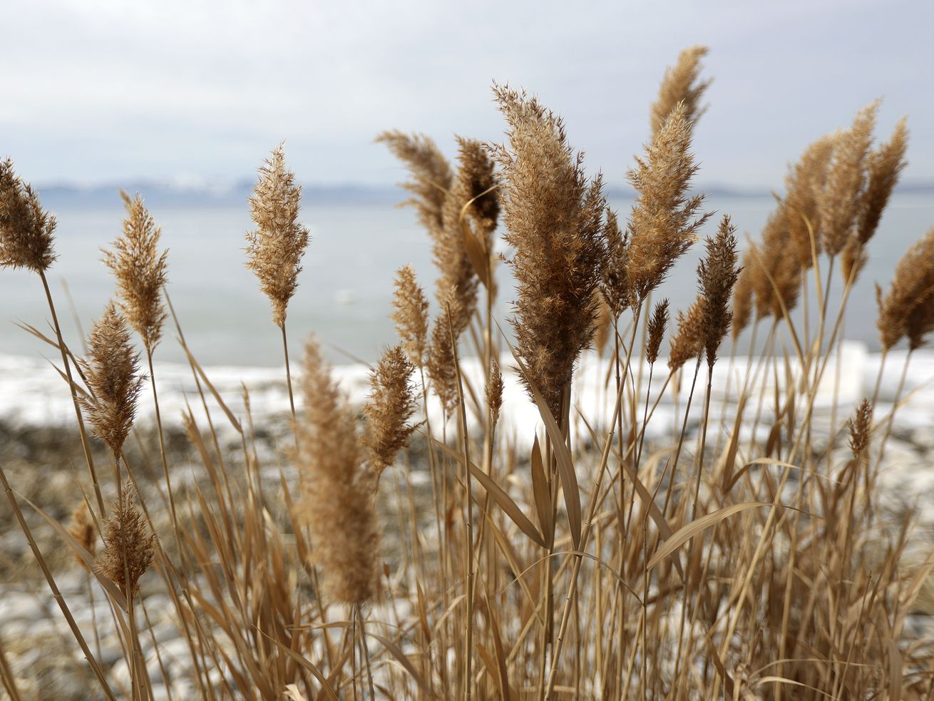 Phragmites line the shore of Utah Lake near Mulberry Beach in Utah County on Jan. 13. A contentious debate over the future of Utah Lake is headed to the courts.
