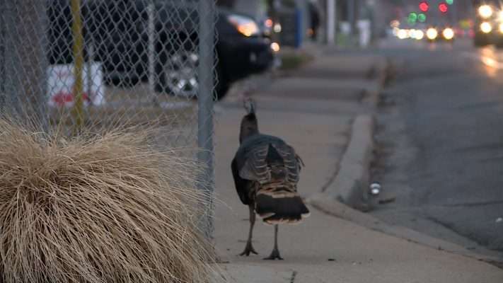 A turkey roams the streets of Bountiful Thursday.