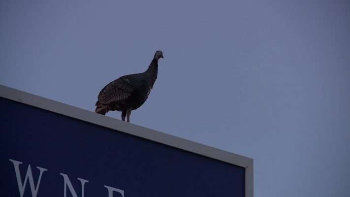 A turkey that roams the streets of Bountiful sits atop a sign Thursday.