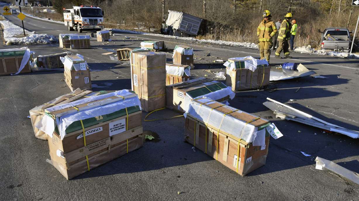 Crates holding live monkeys are scattered across the westbound lanes of state Route 54 at the junction with Interstate 80 near Danville, Pa., Friday, Jan. 21, 2022, after a pickup pulling a trailer carrying the monkeys was hit by a dump truck. They were transporting 100 monkeys and several were on the loose at the time of the photo.