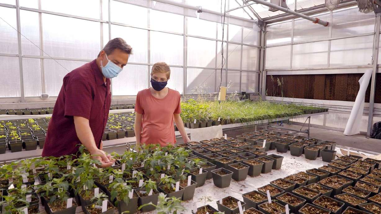 Rick Jellen, BYU professor of plant and wildlife sciences, and Lauren Young, BYU graduate student of genetics and
biotechnology, look over samples of quinoa inside a greenhouse in this undated handout photo.