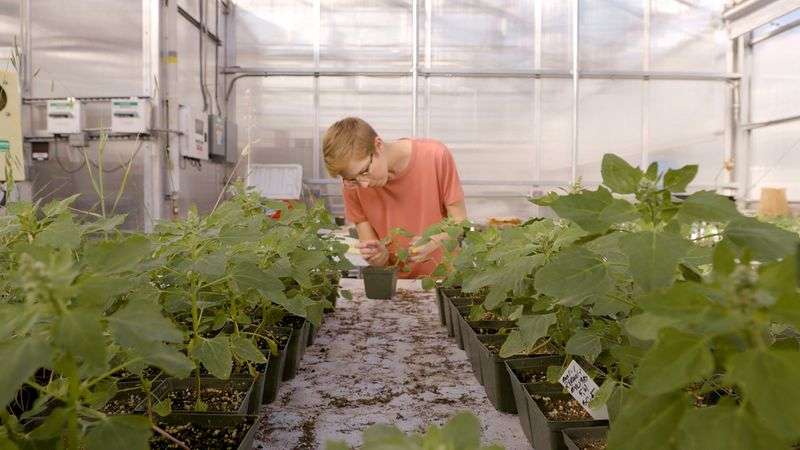 Lauren Young, BYU graduate student of genetics and
biotechnology, looks over samples of quinoa inside a greenhouse in
this undated handout photo.