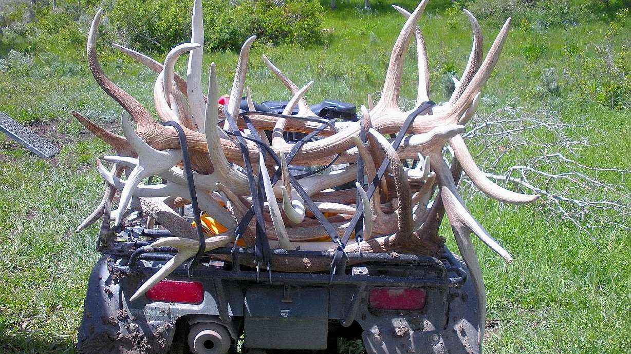 An all-terrain vehicle loaded with dropped antlers collected in Utah's wilderness in 2009. People are now required to complete an ethics course on collecting antlers in Utah's wilderness between Feb. 1 and April 15.