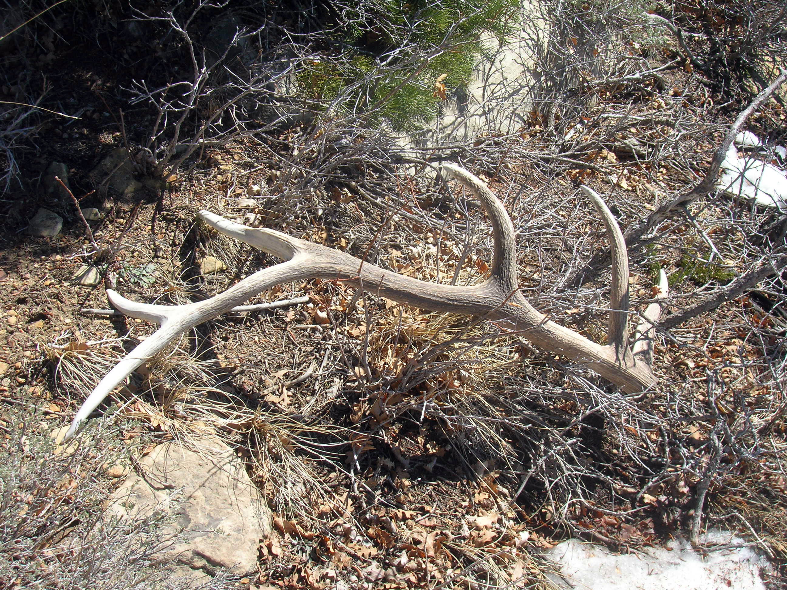 An elk antler found in Utah's wilderness in 2016.