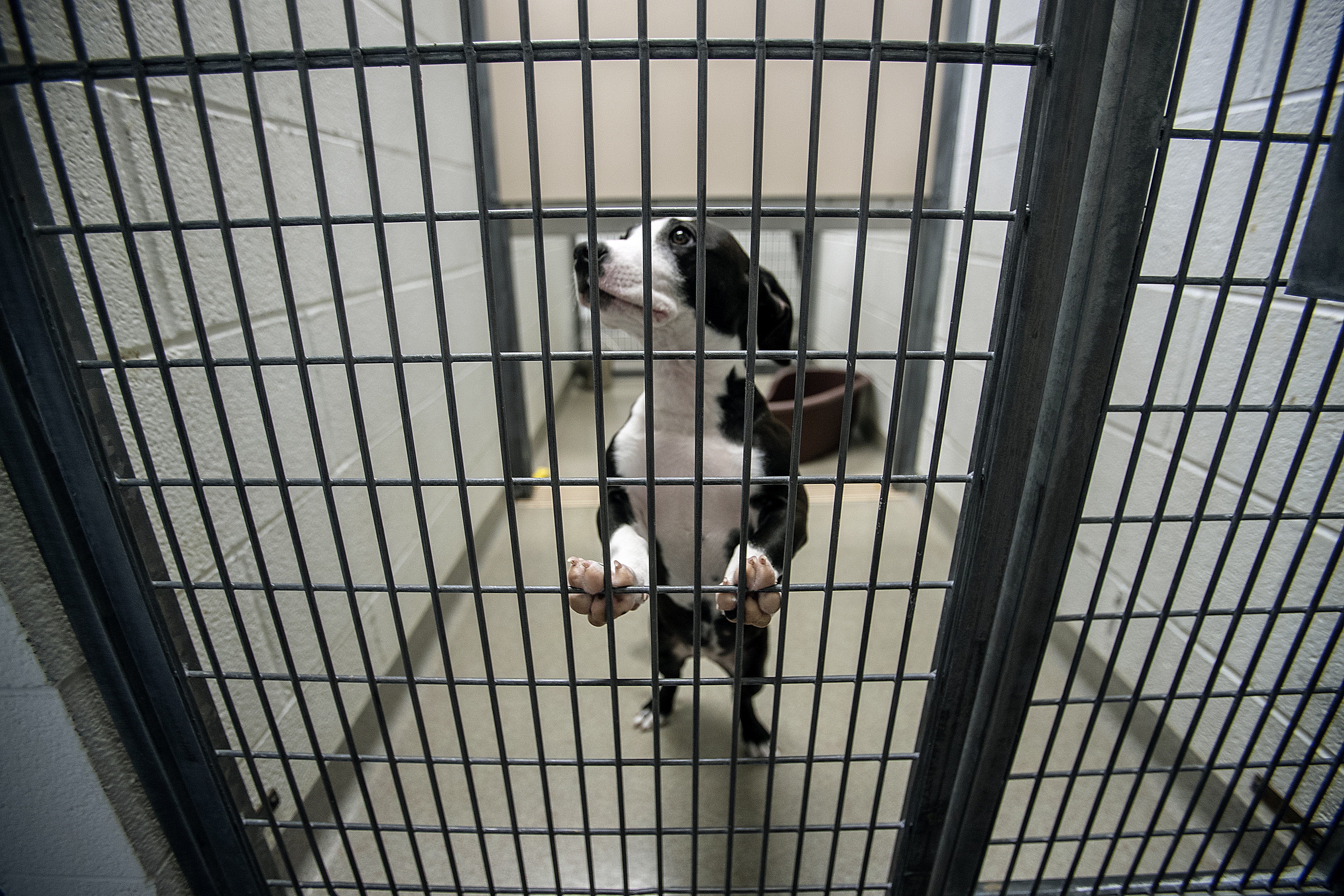 A Utah bill could end gas chamber animal euthanasia, a practice considered inhumane but still practiced at Utah County and Wasatch County shelters. This lost puppy awaits its owners at Salt Lake County Animal Services on Feb. 25, 2019. The Salt Lake City facility has never used gas chamber euthanasia.