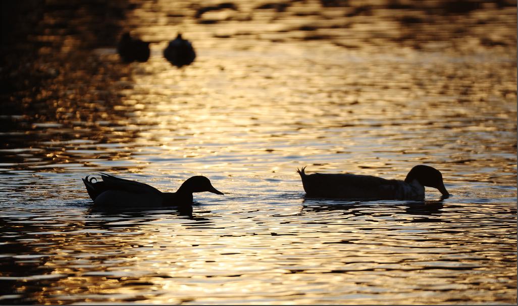 Ducks swim on Spring Lake a few minutes before dusk. The city of Payson, which owns the water rights at Utah County's Spring Lake, announced it will be drained for much-needed repairs and cleaning.