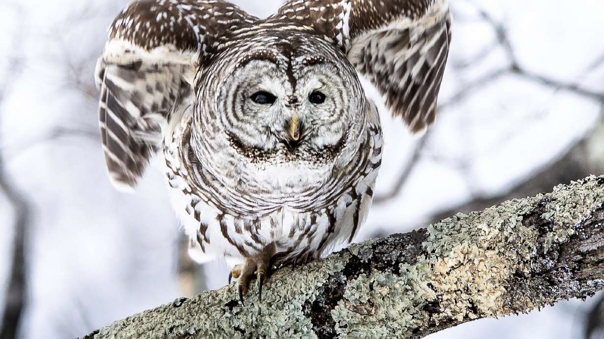 A barred owl with a broken beak takes flight from a branch along Line Road in Greene, Maine, Friday. The area — along with the rest of the East Coast — are preparing for blizzards that could last the weekend.