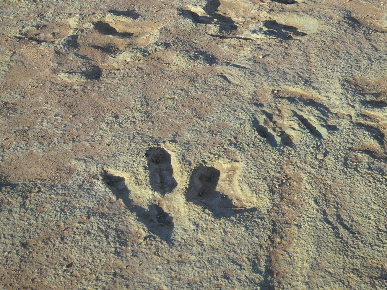 Dinosaur tracks are visible in this file photo from the U.S. Bureau of Land Management of the Mill Canyon area outside of Moab. 