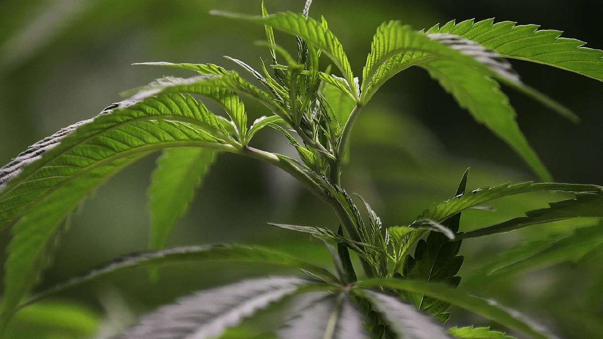 Marijuana grows at Tryke Companies Utah’s medical cannabis cultivation facility in Tooele on Jan. 30, 2020.
SB46 passed the Senate and the House during the 2022 legislative session and requires that state and local governments treat medical marijuana prescriptions the same as they treat prescriptions for other controlled substances.