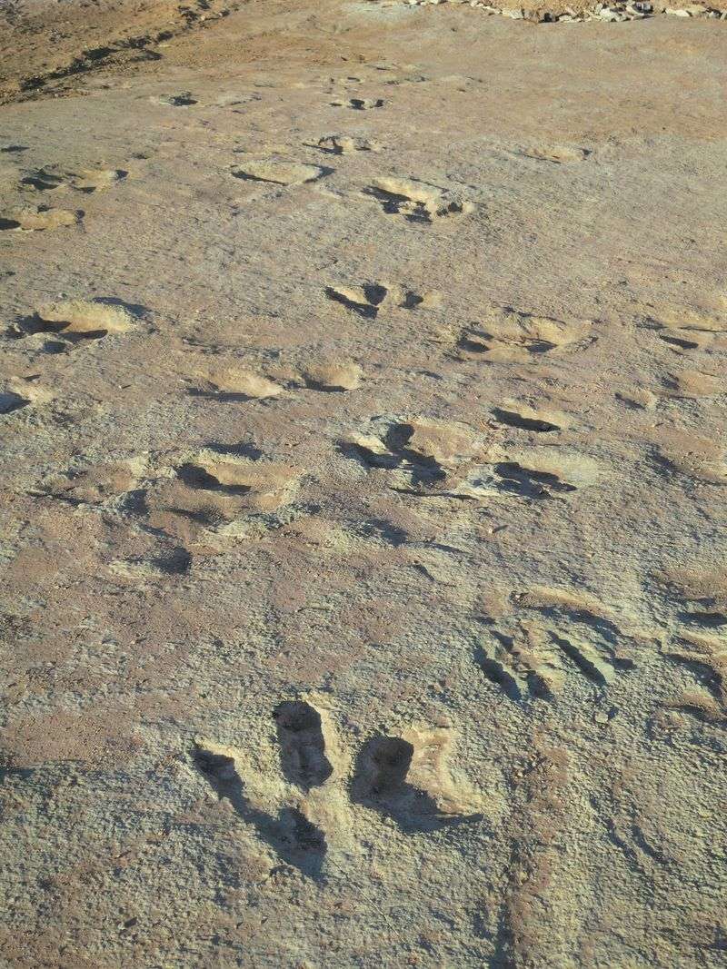 Dinosaur tracks are visible in this photo from the
U.S. Bureau of Land Management of the Mill Canyon area outside of
Moab.