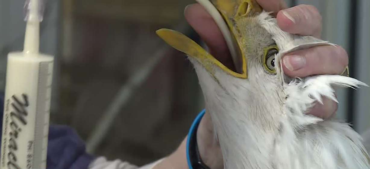 A bald eagle is fed by a tube at the Wildlife Rehabilitation Center of Northern Utah Thursday. The bird was hit by a car and is paralyzed.
