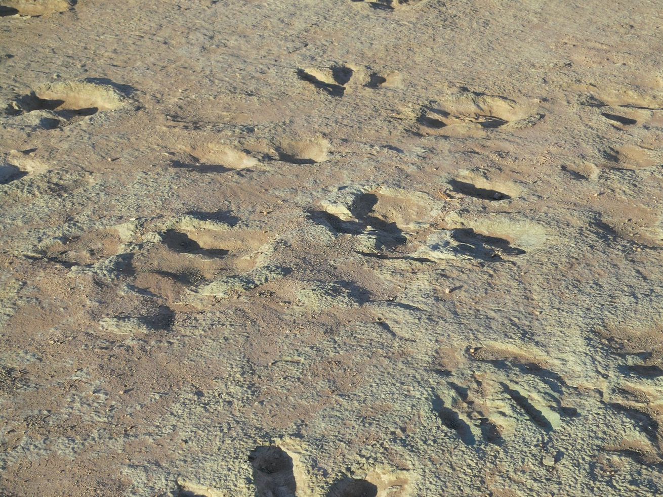 Dinosaur tracks are visible in this file photo from the
U.S. Bureau of Land Management of the Mill Canyon area outside of
Moab. A Utah paleontology buff filed a complaint Friday with the
Office of Inspector General at the U.S. Department of Interior over
damage at one the country’s most scientifically significant
collection of dinosaur tracks just outside Moab at Mill Canyon.