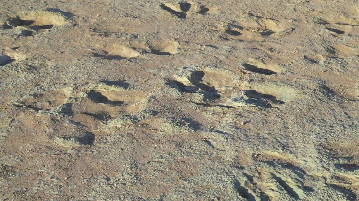 Dinosaur tracks are visible in this file photo from the
U.S. Bureau of Land Management of the Mill Canyon area outside of
Moab. A Utah paleontology buff filed a complaint Friday with the
Office of Inspector General at the U.S. Department of Interior over
damage at one the country’s most scientifically significant
collection of dinosaur tracks just outside Moab at Mill Canyon.