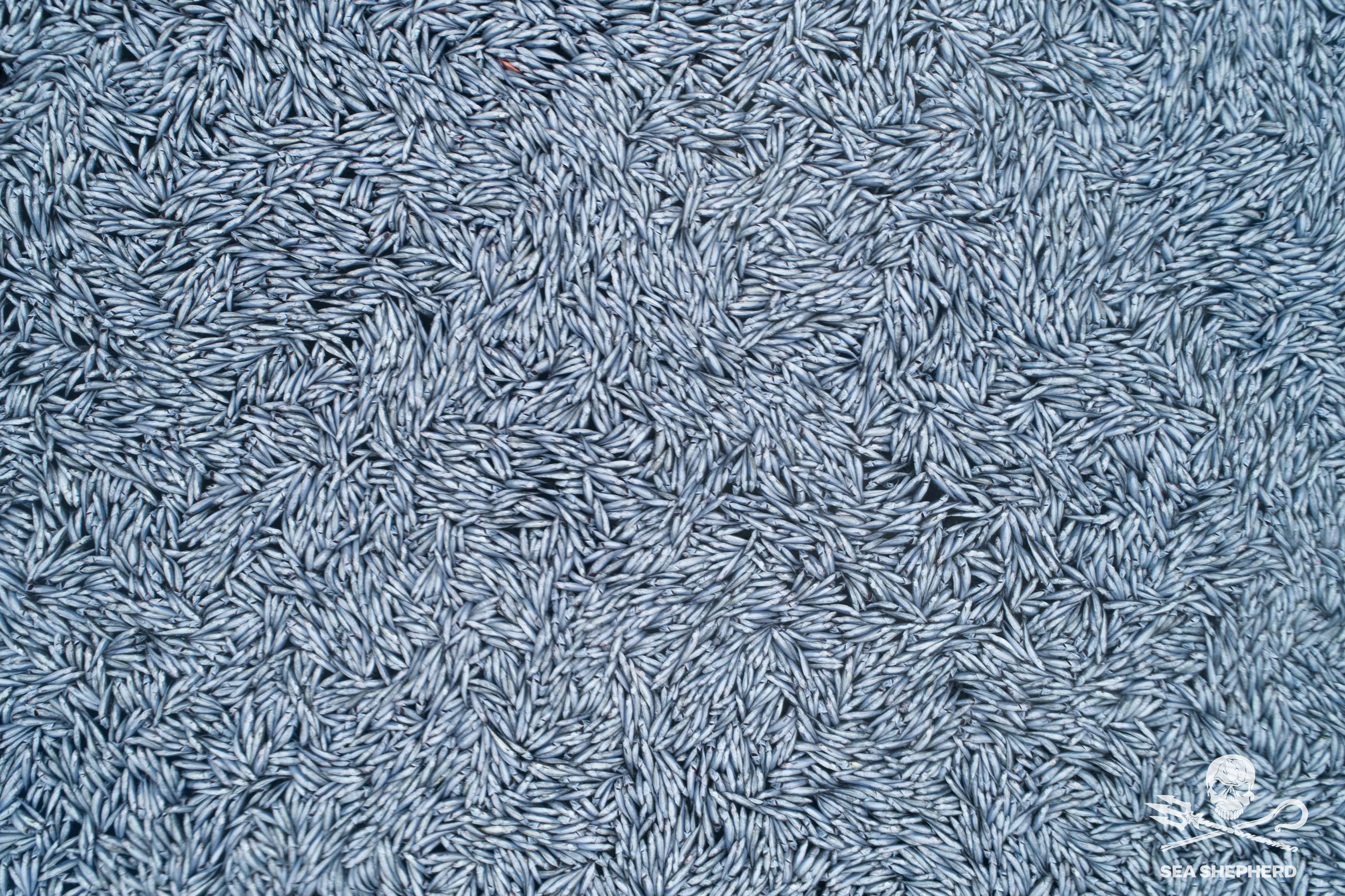 Dead fish float in the Bay of Biscay, off La Rochelle, western France on Thursday. France's maritime minister has ordered an investigation after environmental group Sea Shepherd released video and photos of a massive dump of fish in the Atlantic.