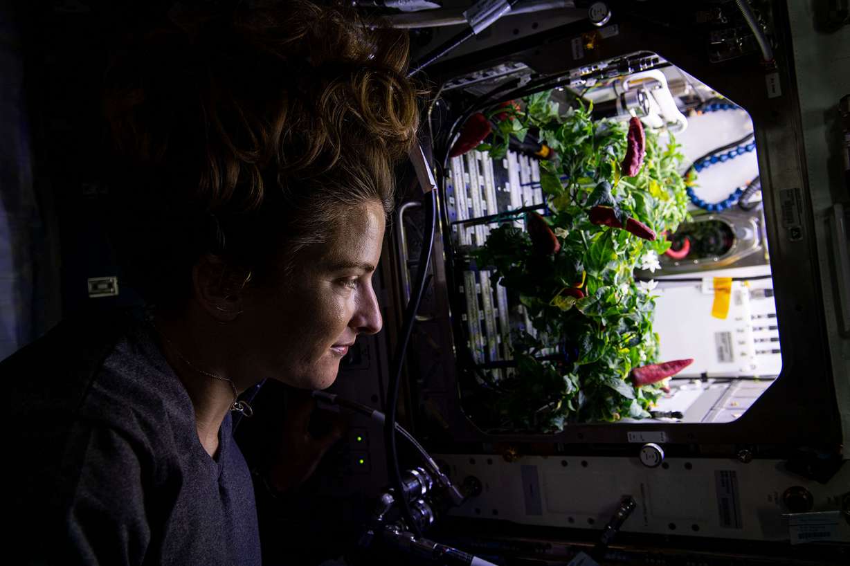 NASA astronaut Kayla Barron checks out the chili peppers growing inside the International Space Station's Advanced Plant Habitat on Nov. 26, 2021.