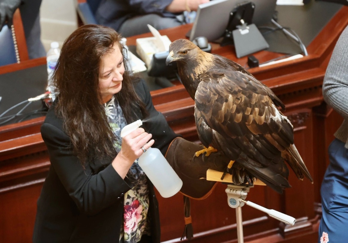 HawkWatch International's Debbie Petersen brings a live golden eagle named Chrys — from the scientific name for golden eagles, Aquila chrysaetos — to the Utah Senate floor on Thursday. A bill intends to name the golden eagle as the official state bird of prey.