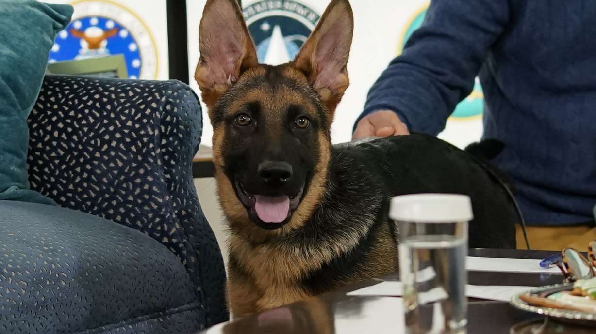 President Joe Biden, and first lady Jill Biden's new dog Commander, a purebred German shepherd puppy, arrives to meet virtually with service members around the world, Dec. 25, in the South Court Auditorium on the White House campus in Washington. Commander will make his TV debut on Super Bowl Sunday. The German shepherd and Jill Biden will appear in a commercial airing before the broadcast of “Puppy Bowl XVIII.”