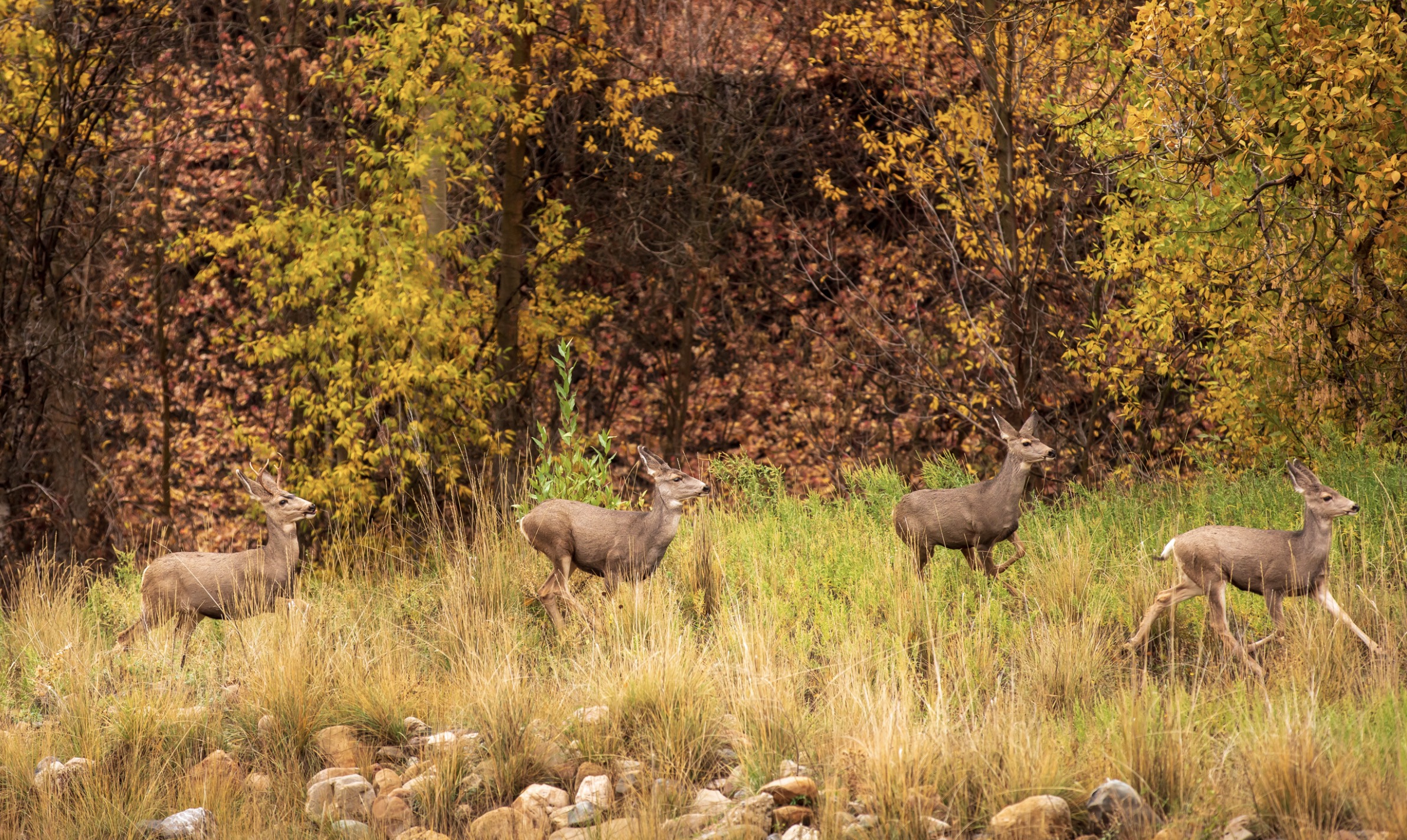 A deer herd runs through City Creek Canyon in Salt Lake City on Oct. 12, 2021. Utah wildlife biologists believe there was potentially another 10% decline in deer between 2020 and 2021 due to the drought.