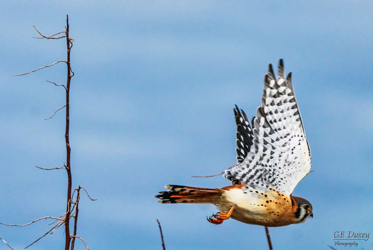 An American kestrel in flight in Utah.