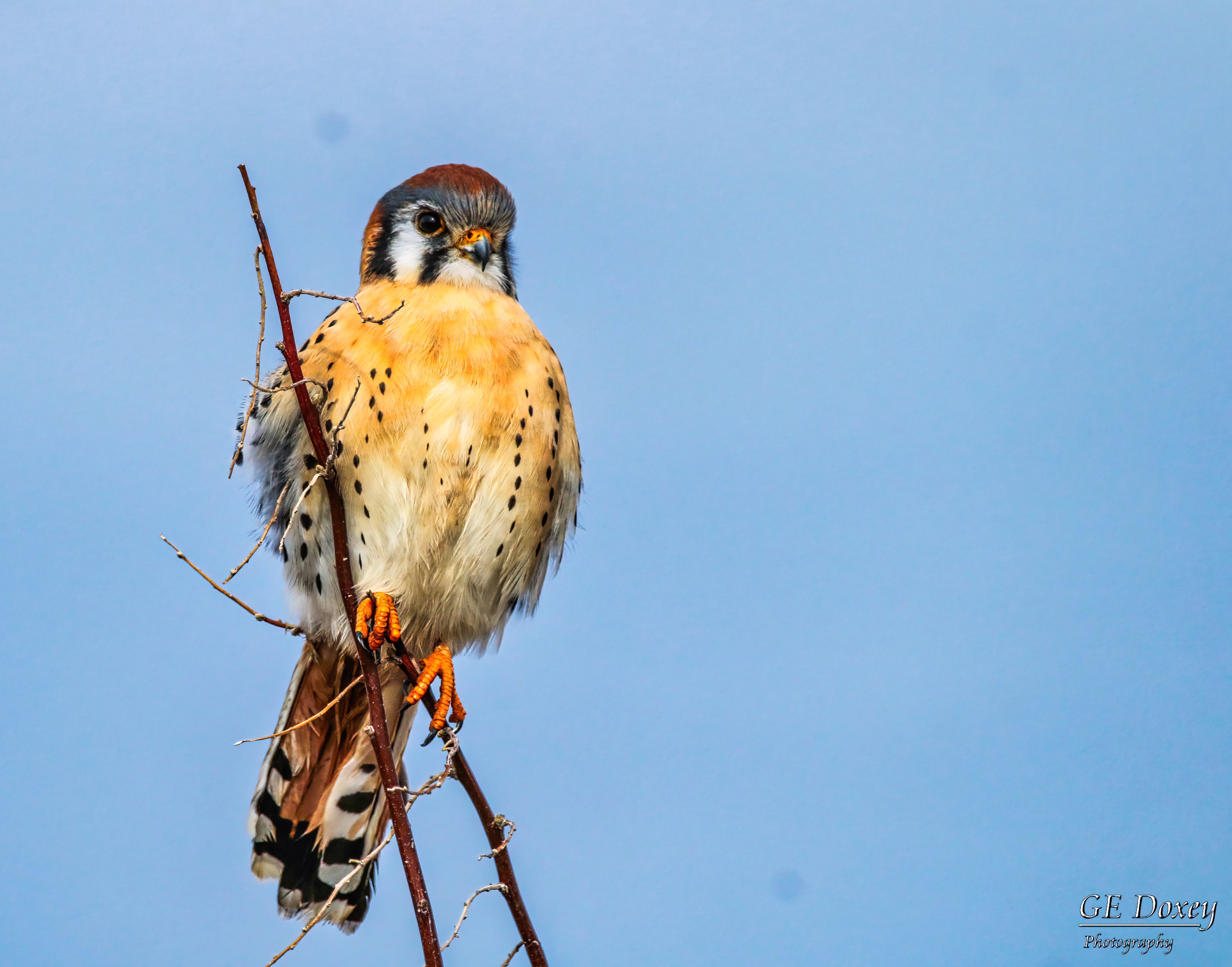 Kestrel of habit: Is America's smallest falcon doing better in Utah than elsewhere?