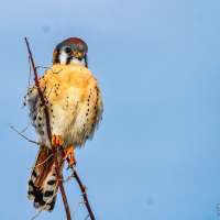 Kestrel of habit: Is America's smallest falcon doing better in Utah than elsewhere?