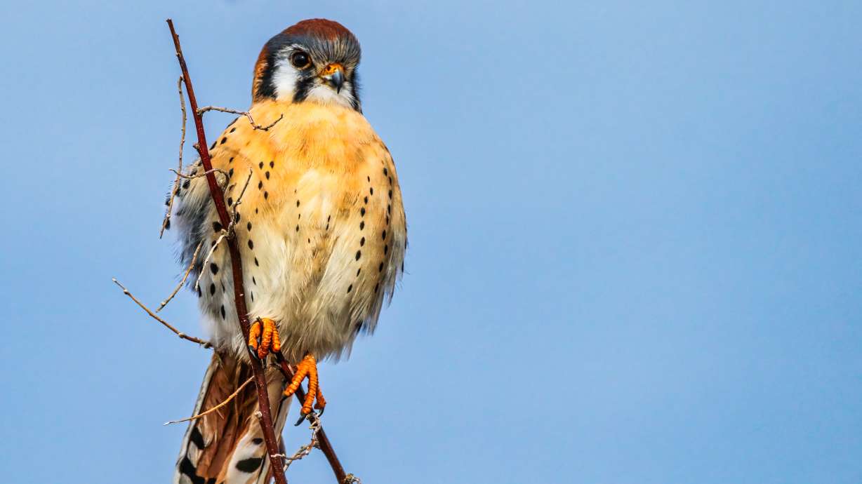 An American kestrel perched on a tree in Utah. Experts say the species' population in Utah appears stable but that might always be the case.