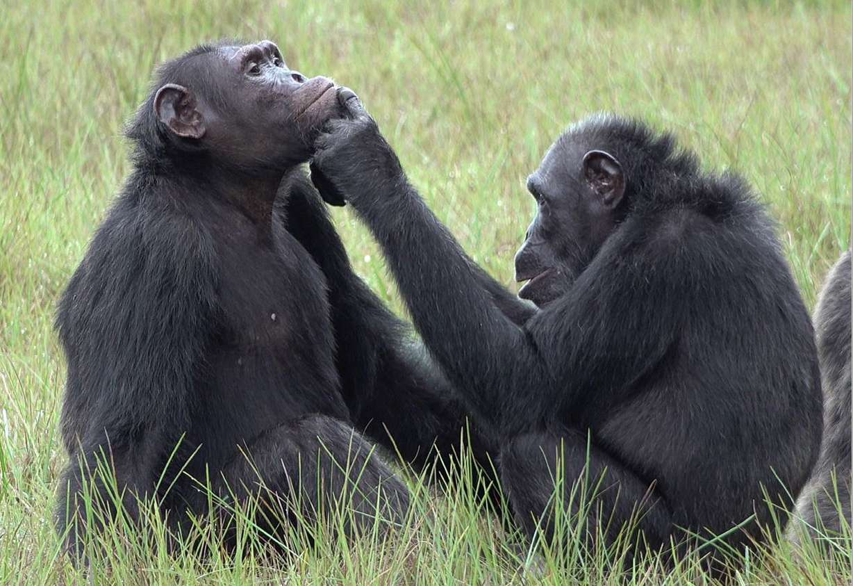 This photo shows female chimpanzee Roxy (right) applying an insect to a wound on the face of a male chimp named Thea (left).