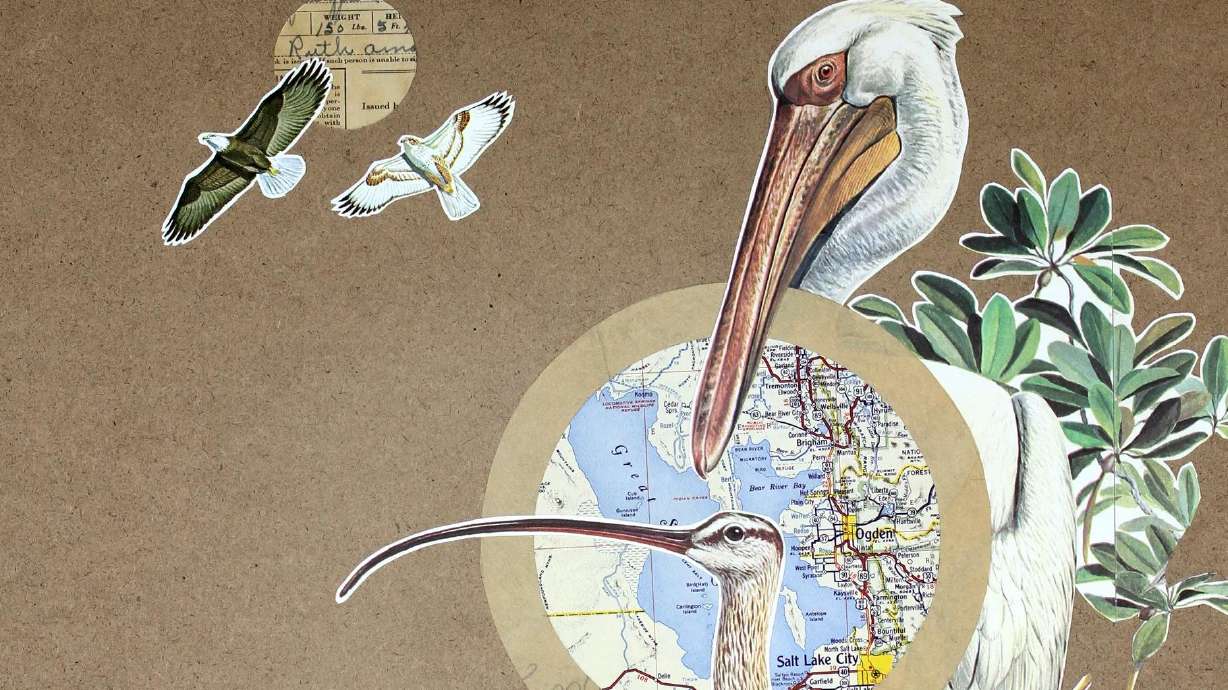 What is a chuckwalla? You're running out of time to find out