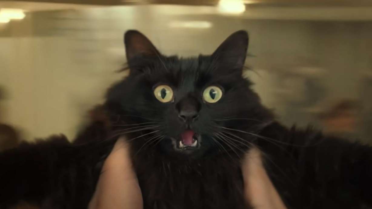 YouTube's famous OwlKitty stars in the 1997 blockbuster movie "Titanic."