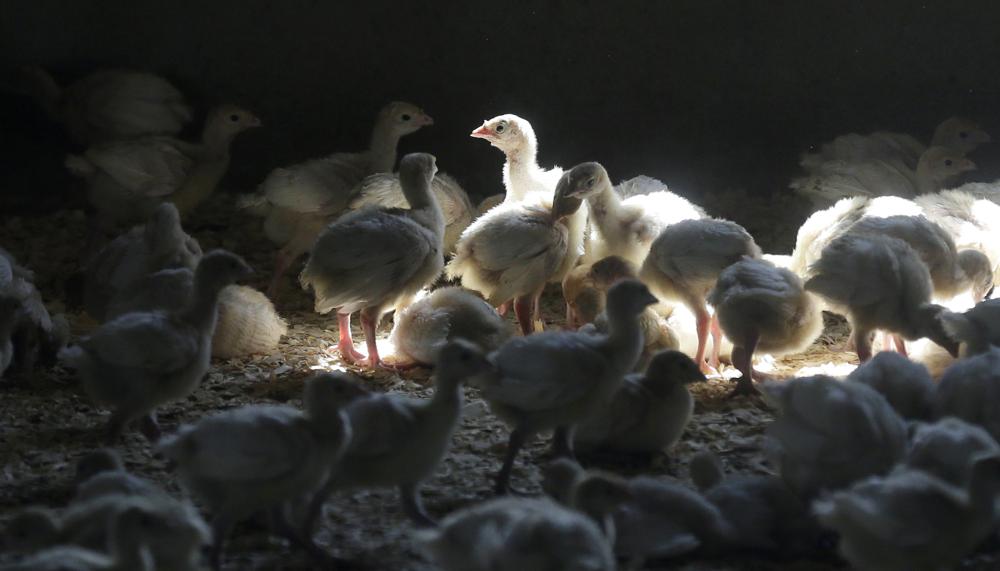 A flock of young turkeys stand in a barn at the Moline family turkey farm on Aug. 10, 2015. Farms that raise turkeys and chickens for meat and eggs are on high alert, fearing a repeat of a widespread bird flu outbreak.