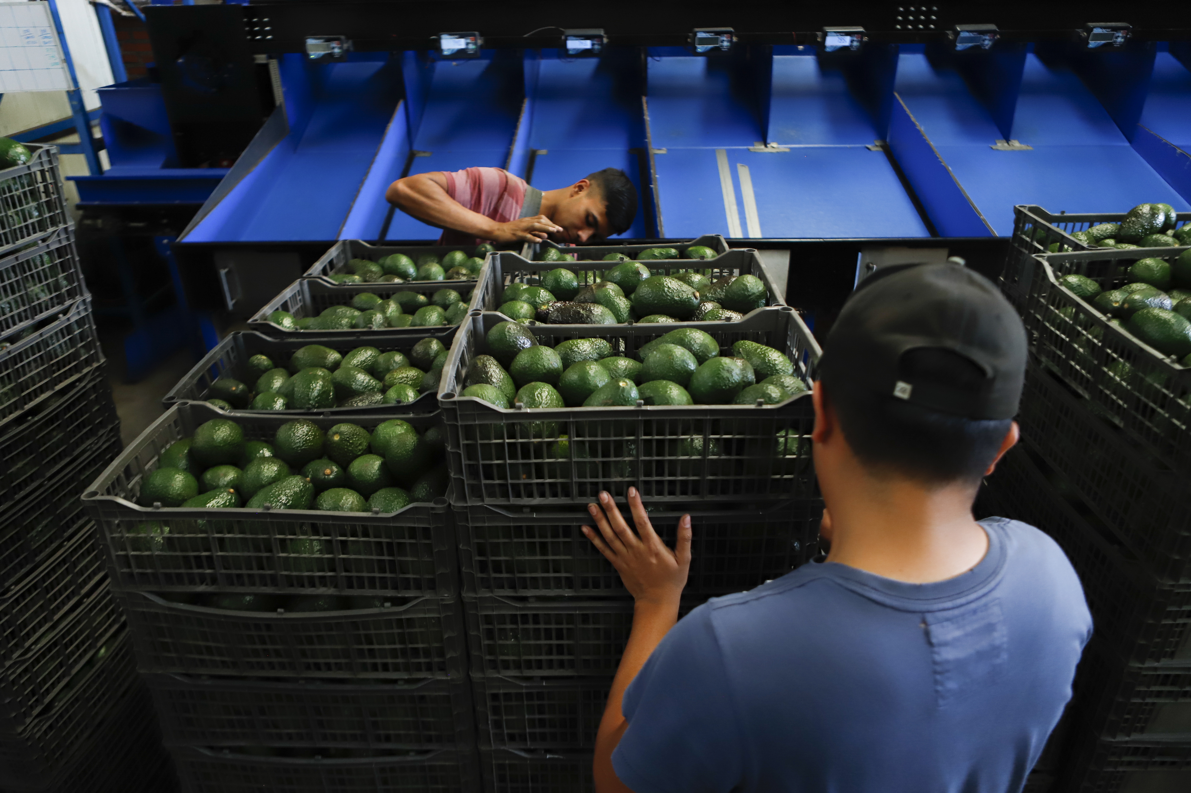 A worker selects avocados at a packing plant in Uruapan, Mexico, Wednesday. Mexico has acknowledged that the U.S. government has suspended all imports of Mexican avocados after a U.S. plant safety inspector in Mexico received a threat.