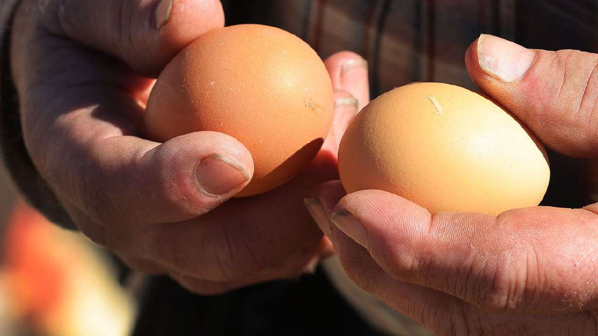 A farmer holds chicken eggs on a ranch in Vernal on Feb. 10, 2021. Food costs like eggs, cereal and dairy products increased in price by 0.9% in January.