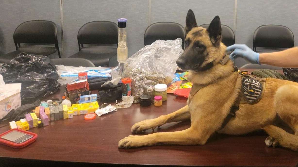 Police K-9 Maya, a 6-year-old Belgain Malinois from the West Jordan Police Department, was shot and killed Thursday while pursuing an armed man who worked as a Utah corrections officer. The gunman was subsequently shot and killed by police.