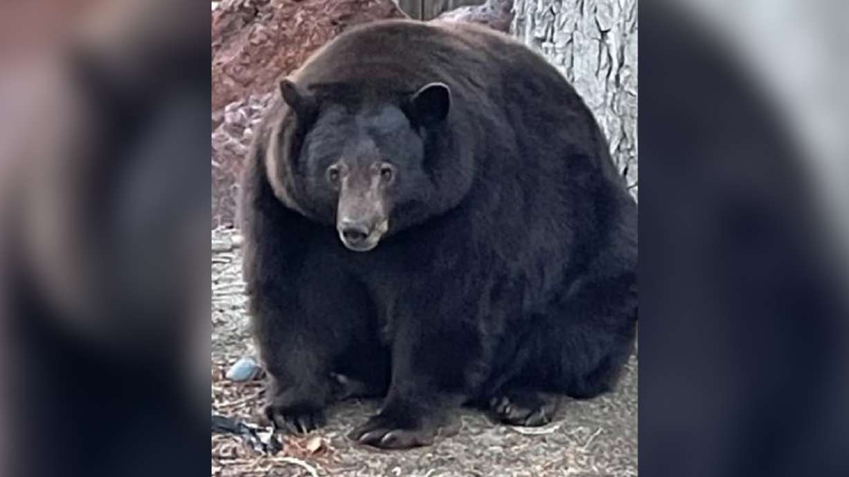 South Lake Tahoe, California, residents have called the police more than 100 times since July about a black bear known as "Hank the Tank," who has been rummaging through homes looking for food.