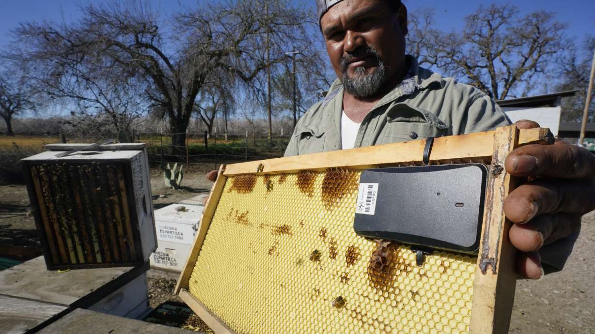 Beekeeper Hello Medina displays a beehive frame outfitted with a GPS locater that will be installed in one of the beehives he rents out, in Woodland, Calif., Thursday, Feb. 17.