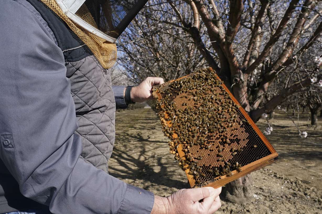 Trevor Tauzer, whose family-owned business, Tauzer Apiaries, rents beehives for crop pollination, inspects a beehive rented to an almond grower in Woodland, Calif., Tuesday, Feb. 15.