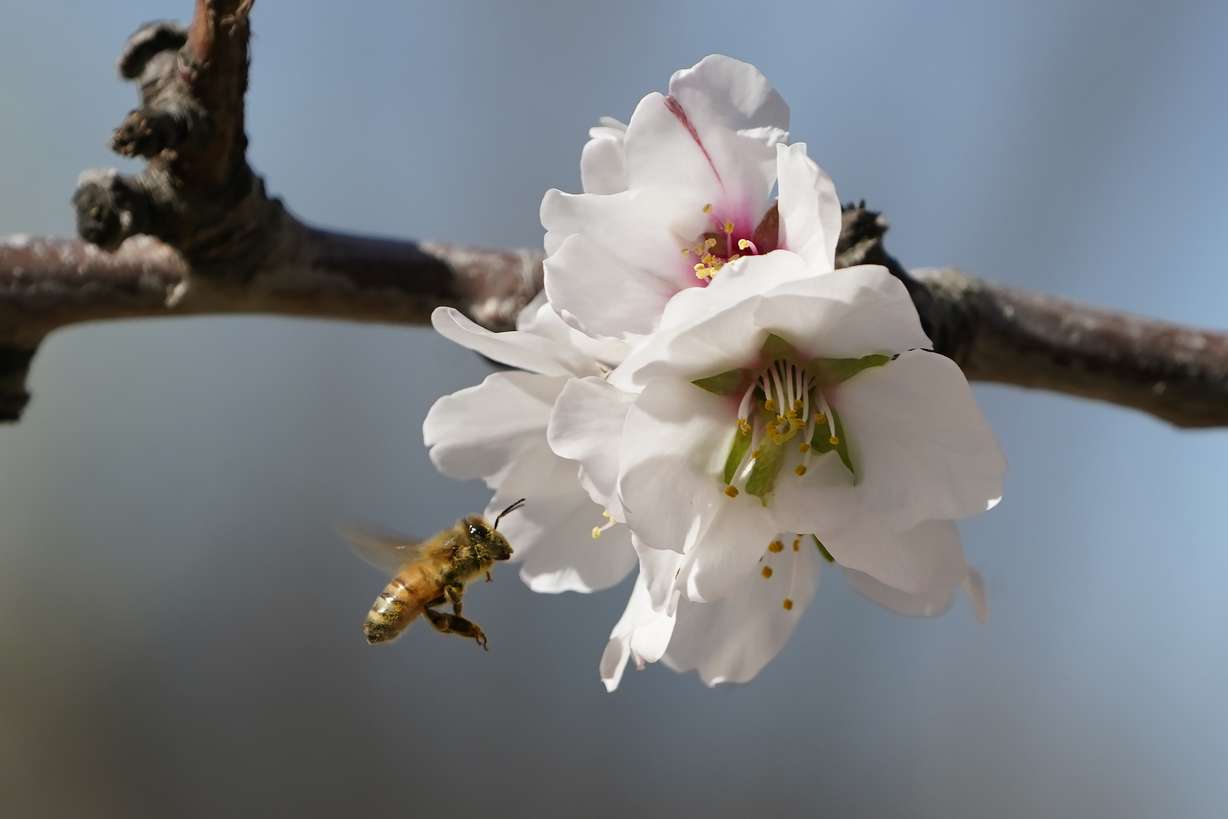A bee approaches an almond blossom in an orchard near Woodland, Calif., Thursday, Feb. 17.