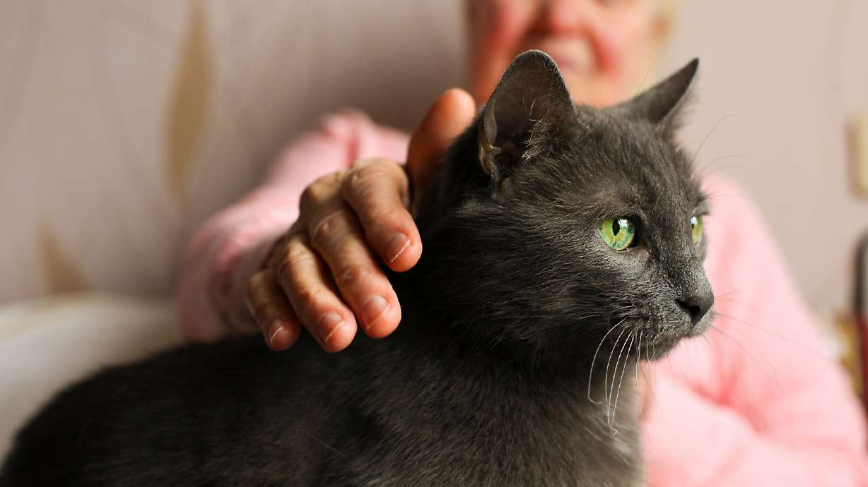 Social companionship is just one of many benefits pets bring to our lives.