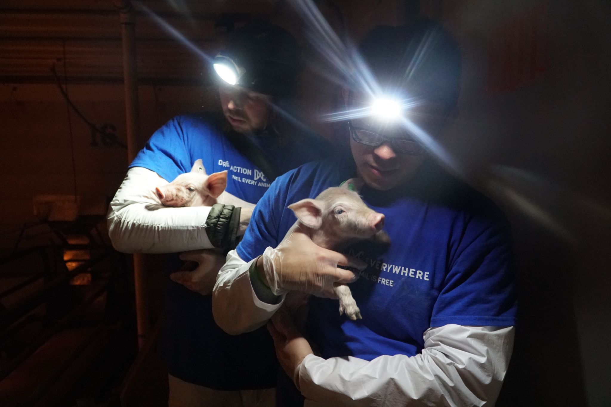 Animal activists not guilty after taking piglets from Utah farm