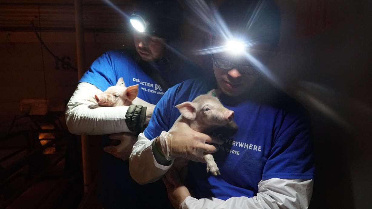 Wayne Hsiung and another investigator hold piglets from Smithfield Foods’ Circle Four Farms in Beaver County. A Utah judge ruled on Thursday that a video his group produced will not be admitted as evidence in Hsiung's burglary trial.