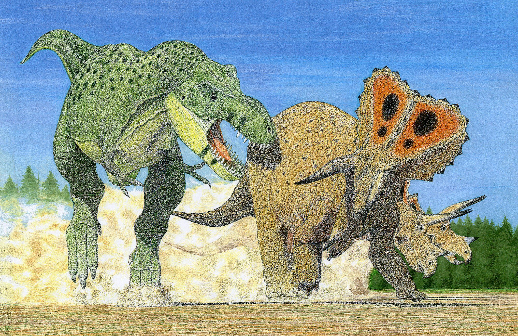 Tyrannosaurus imperator attacks a herd of the contemporary triceratops in this artist illustration. Some researchers are proposing to classify the monstrous T. rex as three species — not just one — in an assertion that is drawing some controversy in the paleontology world.