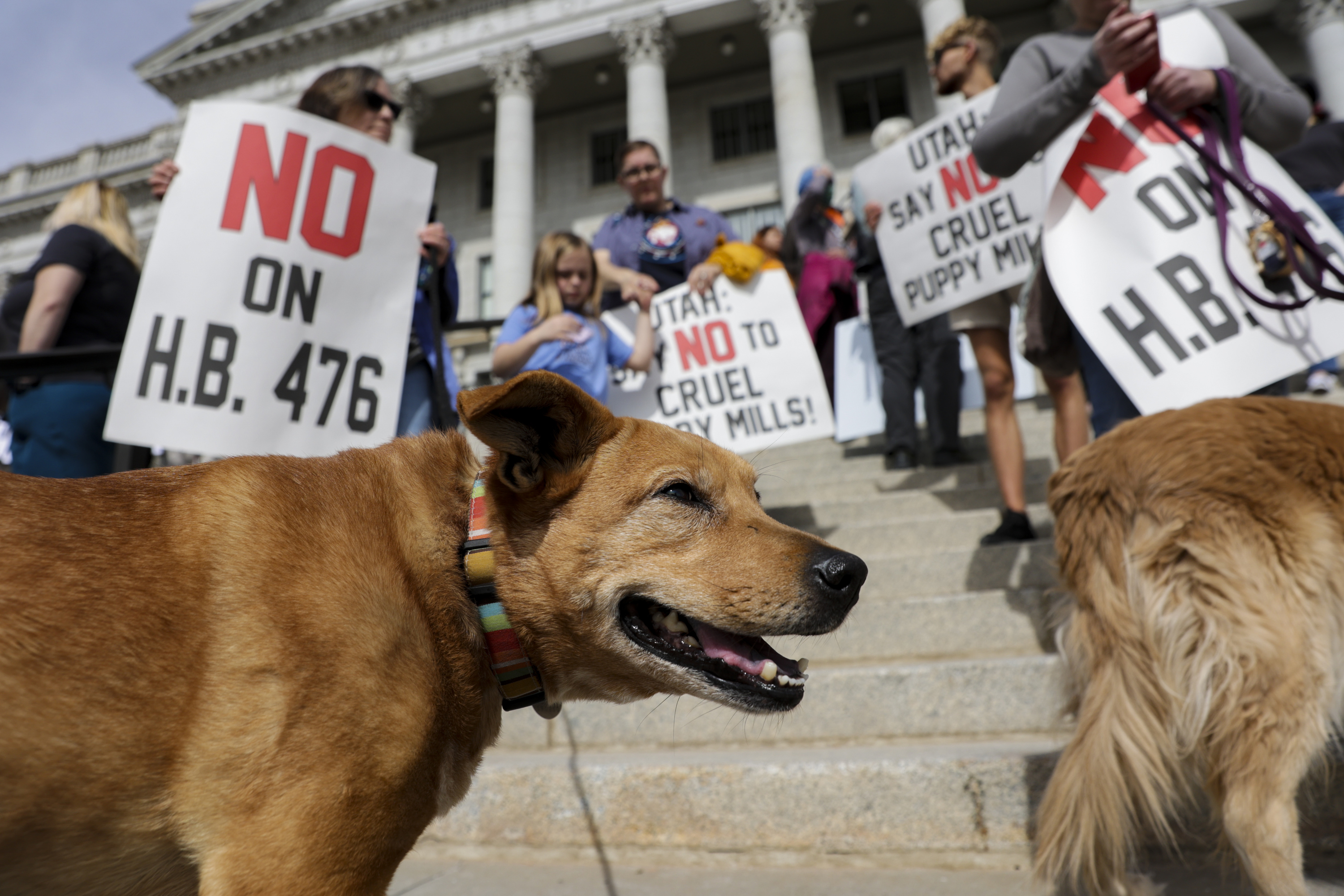 Hoodoo, a rescue dog, is pictured during a rally in opposition to HB476 at the Capitol in Salt Lake City on Thursday. The bill would halt local governments in Utah from regulating any animal- or animal product-related businesses, including puppy mills and pet stores.